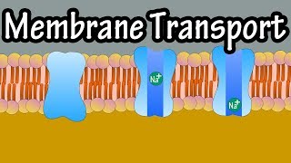 Cell Membrane Transport  Transport Across A Membrane  How Do Things Move Across A Cell Membrane [upl. by Salema799]