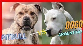 Dogo Argentino 🇦🇷 vs 🇺🇸American Pit Bull Terrier [upl. by Averat]