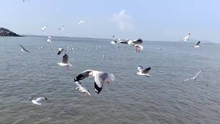 Panchi Nadiya Pawan Ke Jhonke  Movie  Refugee  Enroute Alibaug from gatewayofindia mumbai [upl. by Pip127]