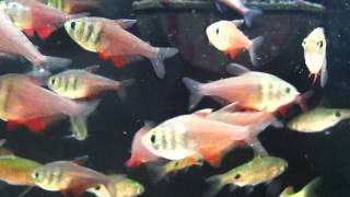 Fish Relaxation Scene  Real Live Fish Swimming to thier delight [upl. by Sully]