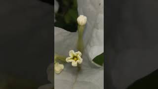 Can we see the pollen of Bougainvillea spectabilis with a macro camera 🤓 sloldnew trending [upl. by Monsour13]