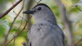 Catbird meow  mewing call sounds like cat as eating berries [upl. by Darraj934]