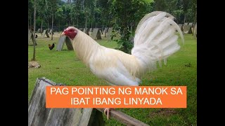 Sabong tips PAG POINTING NG MANOK DEPENDE SA BLOODLINE [upl. by Atsillac]