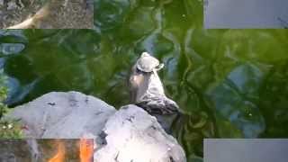 Peces en el jardín japonés Parque de los Colomos Guadalajara Jalisco México [upl. by Niwdog]