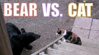 Bear attempts to take on a cat [upl. by Hurlow419]