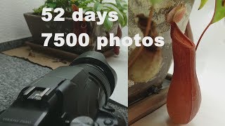 52 Days Timelapse of Nepenthes with Nikon P1000  pitcher plant Kannenpflanze [upl. by Lais]