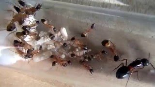 12 01 2016 Camponotus thoracicus [upl. by Theda]