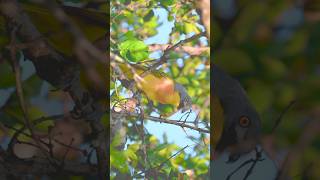 Greyheaded Bushshrike  3 star [upl. by Alihet]