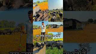 Apni Bhains Lekar Gaye Kisi Aur Jagah minivlog minivlogs hindivlog [upl. by Stovall417]