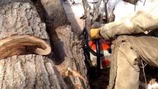 Stihl ms 280 chainsaw cutting wood [upl. by Alekal]