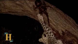 Leopard Takes Care of Baby Baboon [upl. by Jamnes]