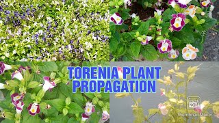 TORENIA PLANT PROPAGATION [upl. by Yelknirb46]