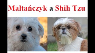 MALTAŃCZYK a SHIH TZU  porównanie ras [upl. by Girhiny]