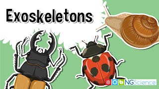 Exoskeletons – The Armor of the Arthropods [upl. by Cornela]