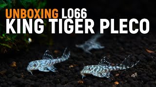 L066 King Tiger Pleco Unboxing Hypancistrus Sp [upl. by Burkhardt]