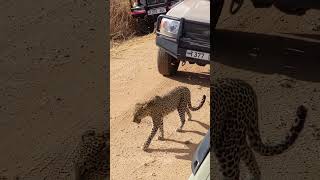 Tarangire national park Tanzania [upl. by Annauj429]