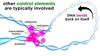 Regulation of Gene Expression Operons Epigenetics and Transcription Factors [upl. by Noyk259]