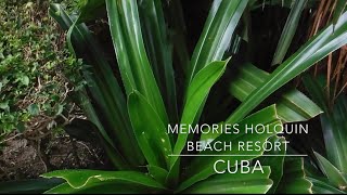 Memories Holguin Beach Resort CUBA All Inclusive Free Review Travel Smart Sunwing Vacation [upl. by Enelyahs]