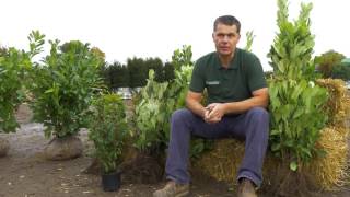 All you need to know about Laurel Hedging Plants  Hopes Grove Nurseries [upl. by Annairam867]