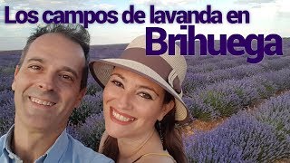 ¡Los campos de lavanda en Brihuega [upl. by Edbert418]