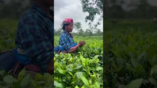 Tea girl plucking tea leaves at Tocklai Tea Estate Jorhat tea teagarden jorhat assam [upl. by Essined]