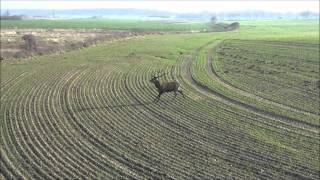 Drückjagd Hirsch Rotwild Deer Hunting  Polowanie Schwarzwidfieber Jagd Jäger Natur [upl. by Beilul506]