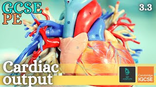 GCSE PE  CARDIAC OUTPUT amp STROKE VOLUME  Anatomy and Physiology Circulatory System  33 [upl. by Donahue]