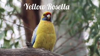 Yellow Rosella close up [upl. by Ertnod]