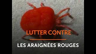 Lutter contre les araignées rouges [upl. by Alios821]