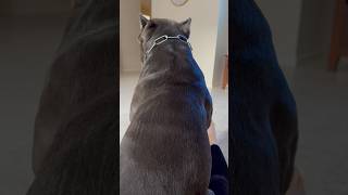 Why my Cane Corso sits like this dog youtubeshorts corsolove canecorso mastiff life big [upl. by Barthol]