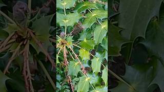 What Does Mahonia Look Like wildfood foraging [upl. by Atnim]