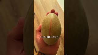 Man hatched a swan egg [upl. by Wein]