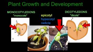 Plant Growth and Development [upl. by Lisha]