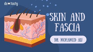 Skin amp fascia Part 1  شرح تشريح الجلد [upl. by Akins]