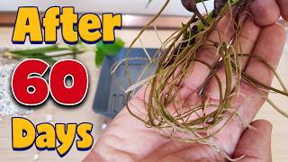 Plant propagation by cuttings in WATER vs PERLITE [upl. by Janiuszck]