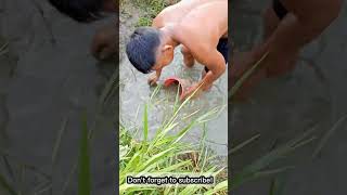 Catching mudfish and catfish in the rice field for cooking specialty fish filled with coconut milk [upl. by Leander]