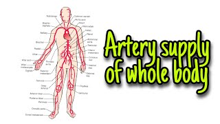 Whole body Artery supply part4 [upl. by Lebaron]