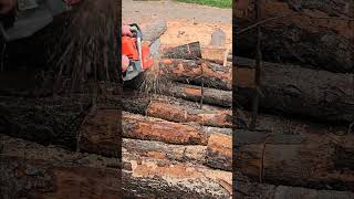 Chainsaw Oleomac gs650 top chainsaw бензопила [upl. by Gingras]