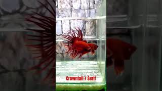 Crowntail Red  Awas Diseruduk  fish betta bettafish bacanbettafish ikancupang crowntail [upl. by Ieso]