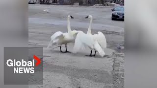 “Magical” reunion of Toronto swan pair goes viral [upl. by Heid286]