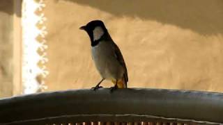 Whiteeared Bulbul Mondawa Rajasthan India [upl. by Eissej]