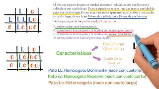 Ciencias 44 Saber 11 ICFES Genotipo Homocigoto Heterocigoto [upl. by Ynamad753]