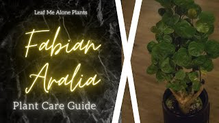 Fabian Aralia Stump Polyscias scutellaria Plant Care Guide  For Beginners [upl. by Analim]