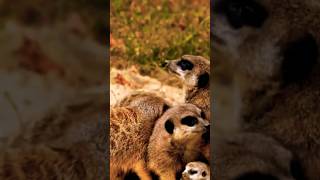 quotThe MEERKAT Suricata suricatta or suricate Is a small mongoose found in southern AFRICAquot [upl. by Enomyar]