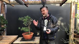 Deciduous vs Coniferous Bonsai styling [upl. by Iseabal]