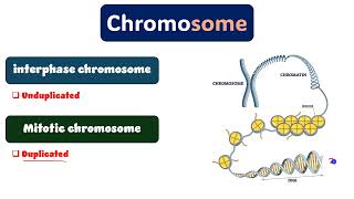 Cytogenetics revision part 1 دمحمود الحسيني [upl. by Kapor873]