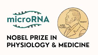 MicroRNAs 2024 Nobel Prize in Physiology amp Medicine [upl. by Oimetra84]