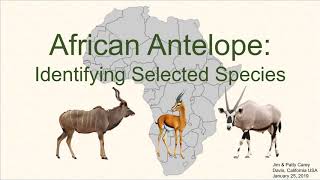 Identifying common African antelope [upl. by Meuser]