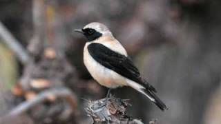 Olivier Messiaen  Catalogue doiseaux Le traquet stapazin Blackeared Wheatear [upl. by Reivazx831]