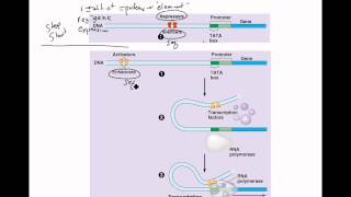 Regulation of Gene Expression in Eukaryotes [upl. by Morrissey777]